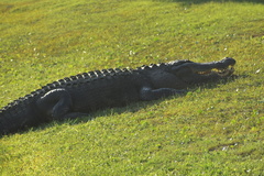 Alligator