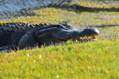Alligator