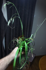 Bromus cebadilla