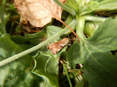 Cryptocala acadiensis