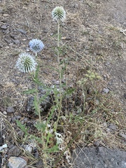 Echinops