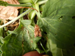 Cryptocala acadiensis