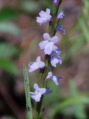Verbena simplex