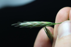 Bromus cebadilla