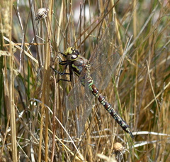 Rhionaeschna variegata