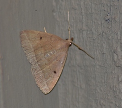Zanclognatha jacchusalis