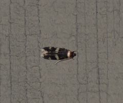 Oegoconia novimundi