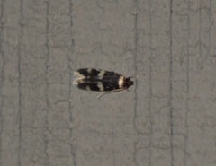 Oegoconia novimundi