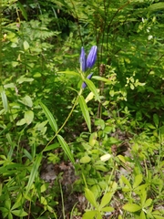 Gentiana linearis