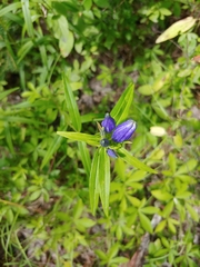 Gentiana linearis