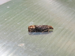 Eucosma ochroterminana