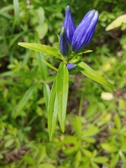 Gentiana linearis