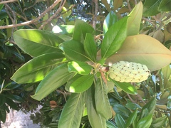 Magnolia grandiflora