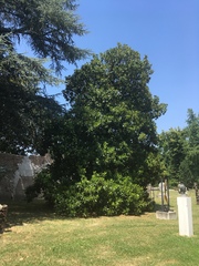 Magnolia grandiflora