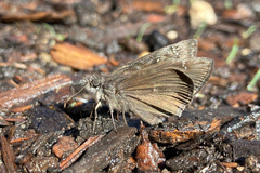 Erynnis meridianus
