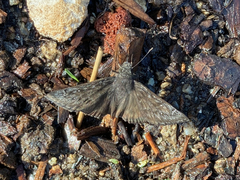 Erynnis meridianus