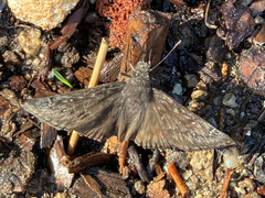 Erynnis meridianus