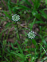 Marshallia legrandii