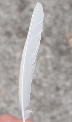 Serinus canaria domesticus