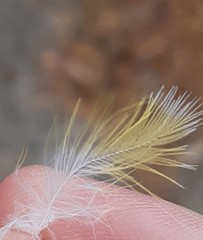 Serinus canaria domesticus