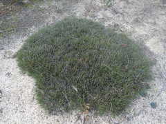 Schoenus breviculmis