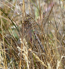 Rhionaeschna variegata