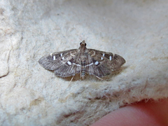 Diathrausta harlequinalis