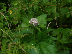Valeriana pyrenaica