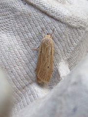 Gonioterma mistrella