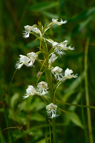 Image of Platanthera leucophaea by (c) psweet, some rights reserved (CC BY-SA)
