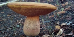 Suillellus luridus
