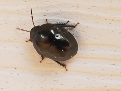 Corimelaena lateralis