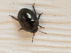 Corimelaena lateralis