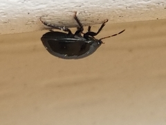 Corimelaena lateralis