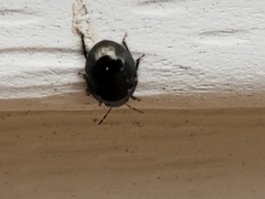 Corimelaena lateralis