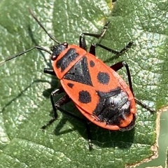 Pyrrhocoris apterus