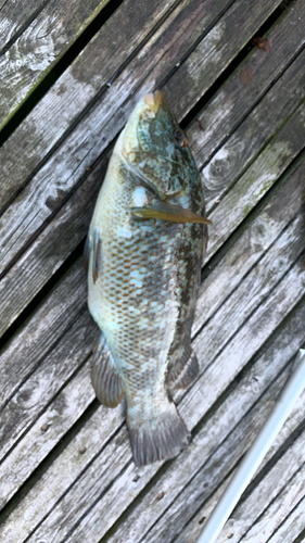 Photo of Ballan Wrasse (Labrus bergylta)