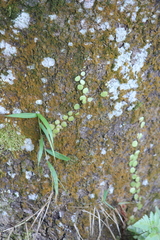 Pyrrosia