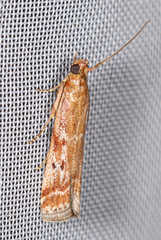 Delplanqueia dilutella