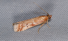 Delplanqueia dilutella