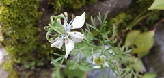 Nigella sativa