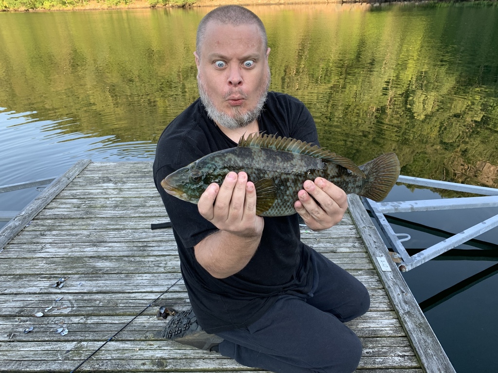 Photo of Ballan Wrasse (Labrus bergylta)