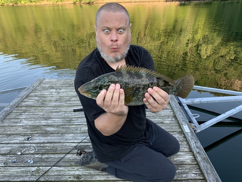 Ballan wrasse (Labrus bergylta) — Labridae