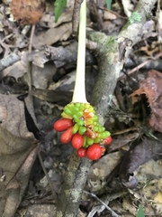 Arisaema dracontium