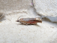 Eucosma raracana