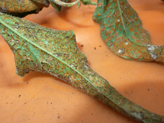 Coleosporium campanulae