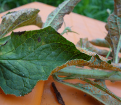 Coleosporium campanulae