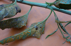 Coleosporium campanulae