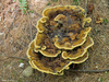 Dyer's Polypore - Photo (c) Susan Elliott, some rights reserved (CC BY-NC), uploaded by Susan Elliott