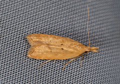 Acompsia schmidtiellus